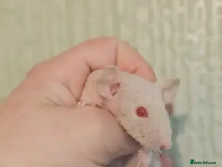 Rat rodents Baby Dumbo Rats ~ Double Rex - Advert 4