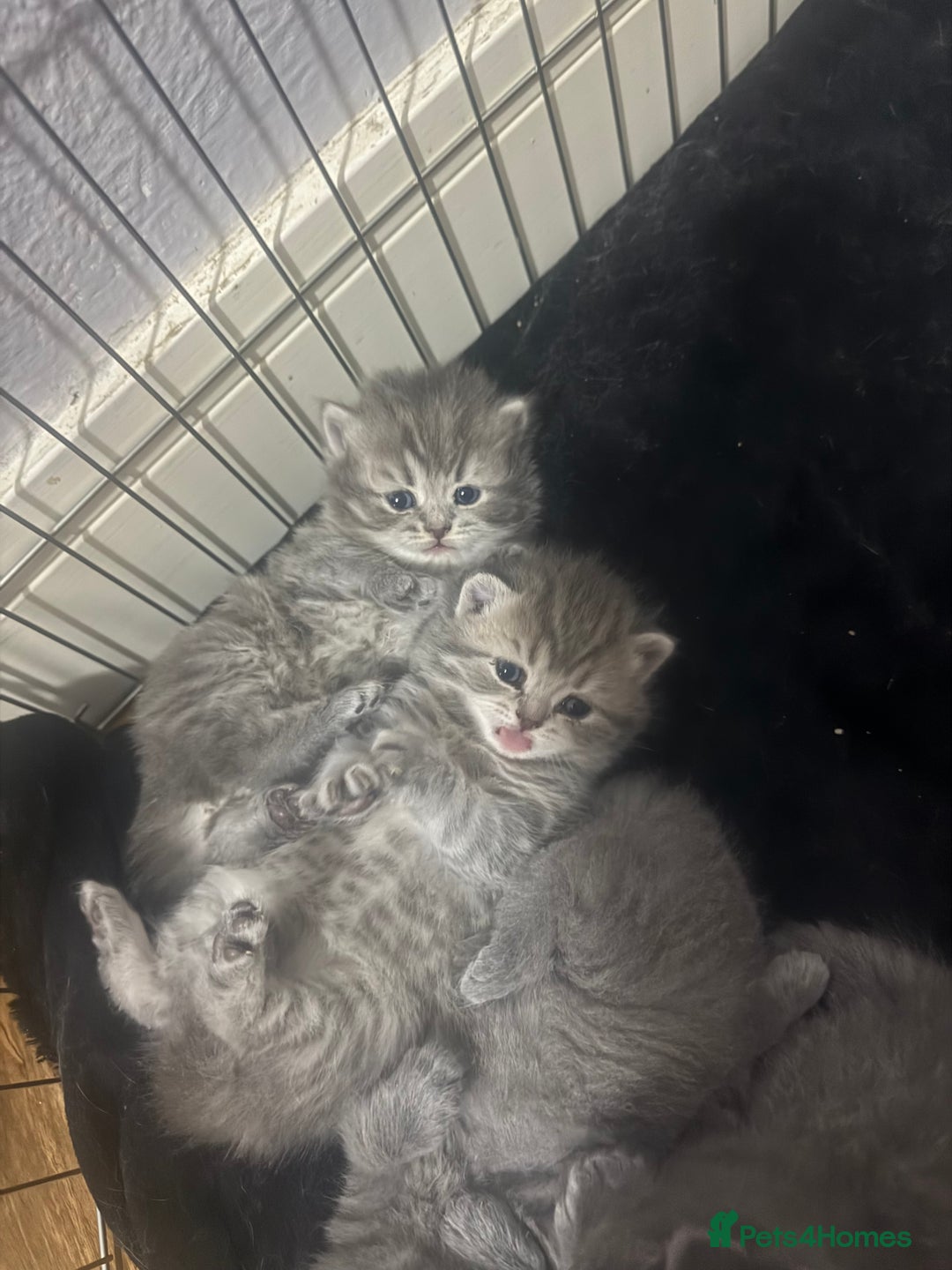 Scottish Fold cats for sale: Scottish fold kittens  - Advert 30