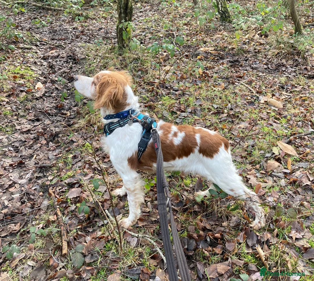 Brittany Spaniel dogs for adoption: Onil, a gorgeous Brittany - Advert 2