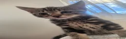 Domestic Shorthair cats for sale: Two kittens looking for their forever home 🐾 - Advert 10