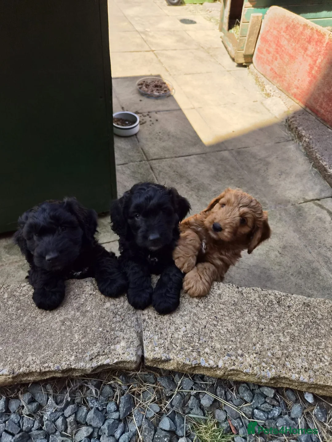 Cockapoo dogs for sale: Top quality cockapoo puppies needing loving home.  - Advert 1