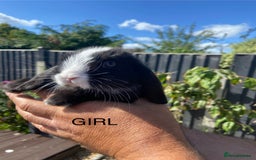 Mini Lop rabbits for sale: Mini Lops ready now - Image 7