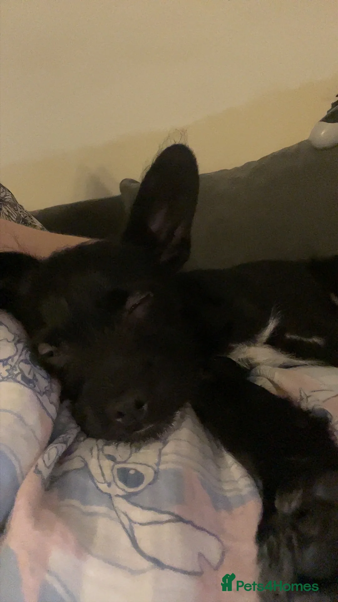 Mixed Breed dogs for sale: Puppy for sale - Advert 3