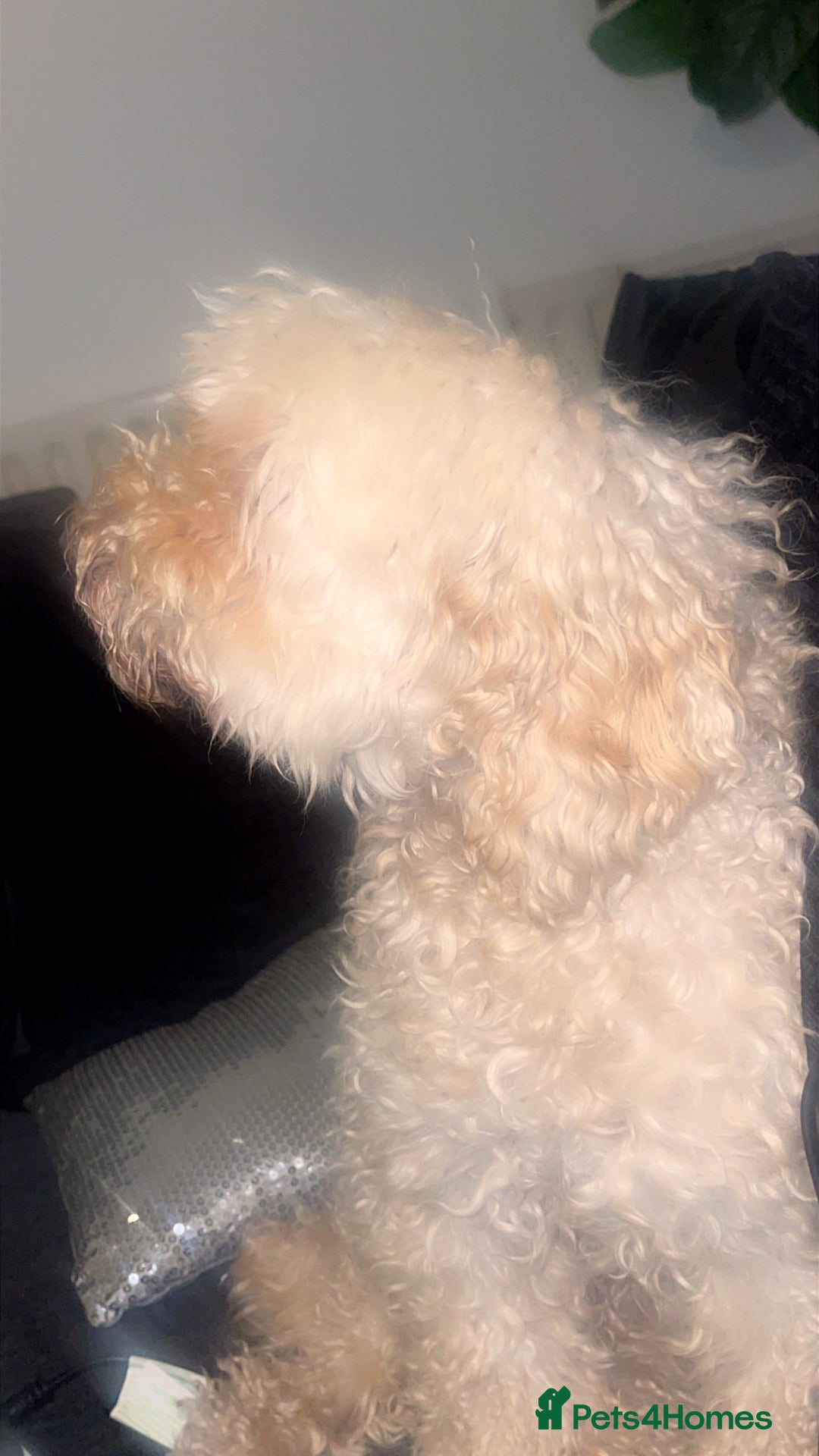 Australian Labradoodle dogs for sale: Meet Yasmin! - Advert 10