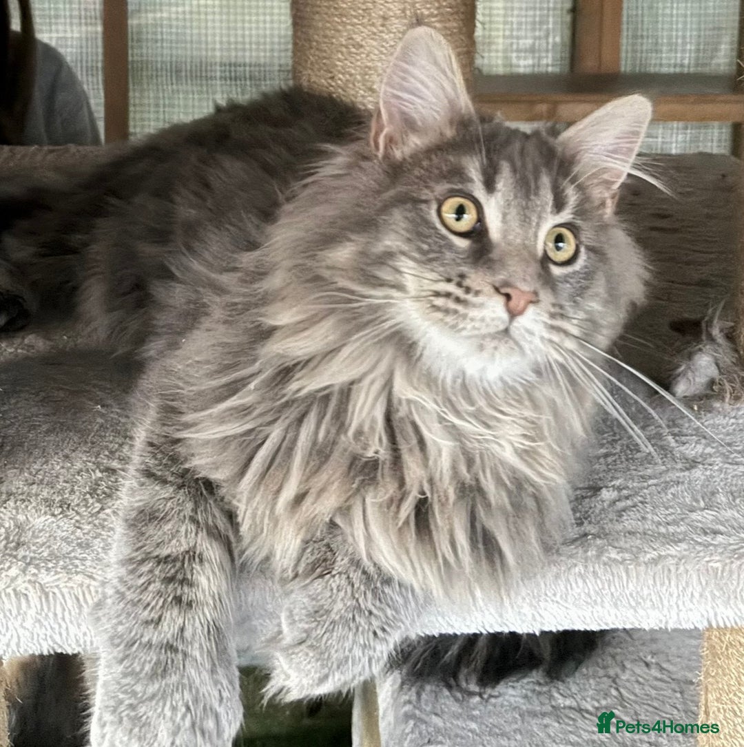 Maine Coon cats for sale: Stubbing Maine coon cubs for sale  - Advert 3