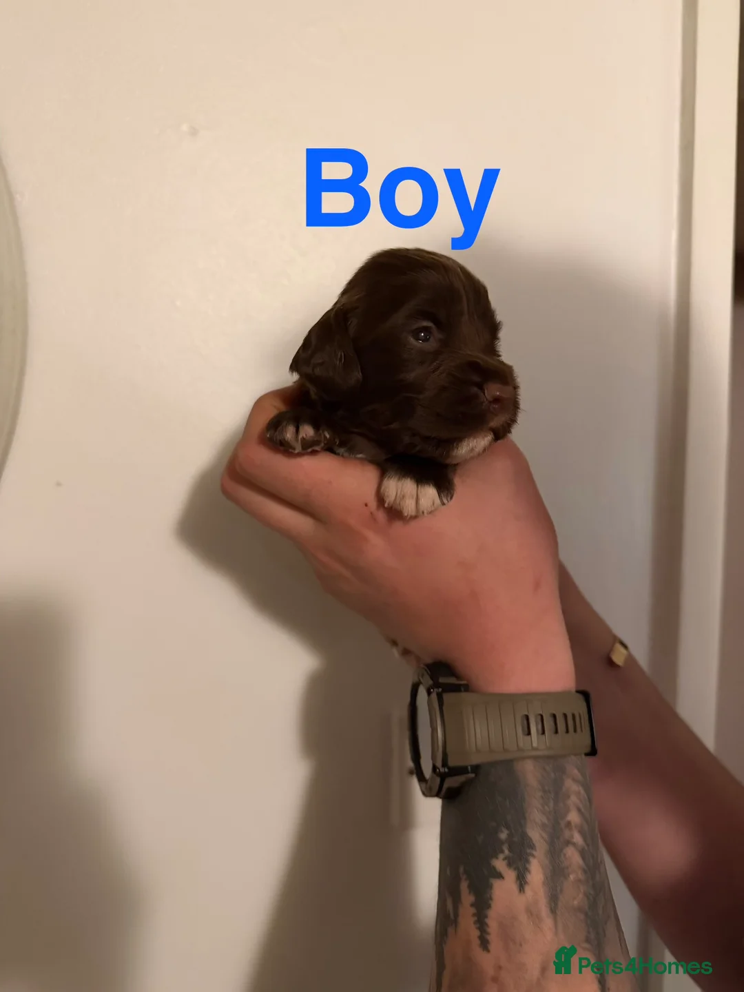 Sprocker dogs for sale: Sprocker puppies - Advert 7