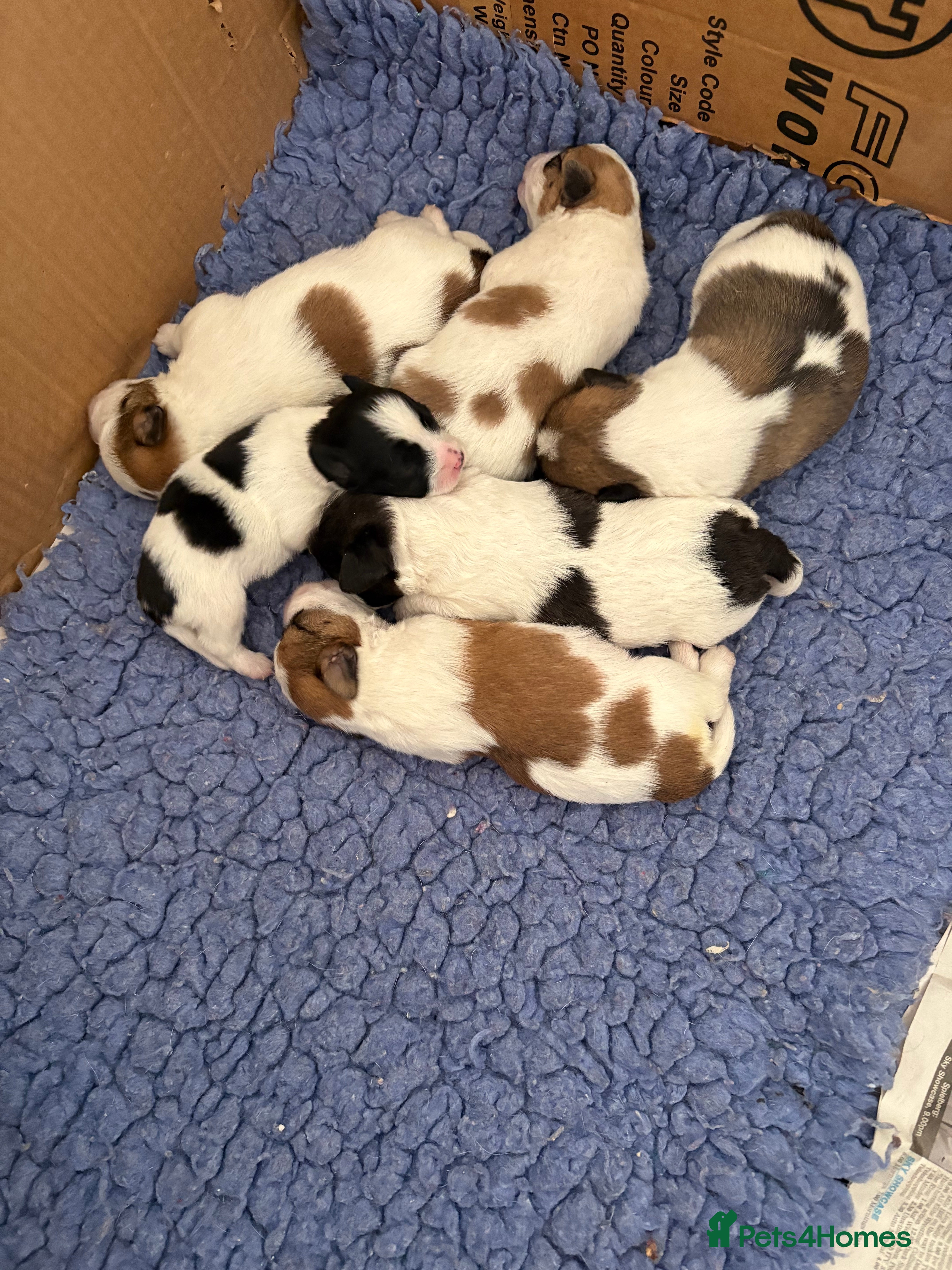 Mixed Breed dogs Adorable litter of Jack Russell x  Zoochon Puppies - Advert 17