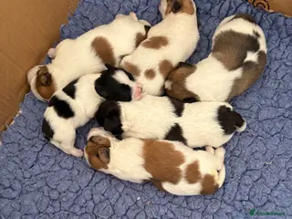 Mixed Breed dogs Adorable litter of Jack Russell x Zoochon Puppies - Advert 17