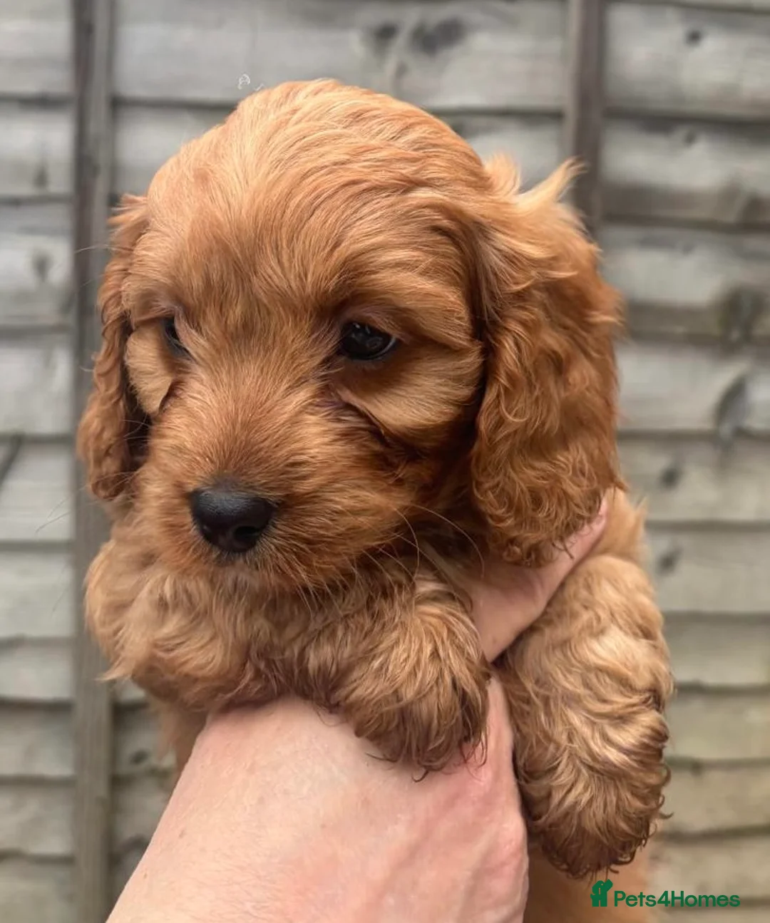 Cavapoo dogs for sale: Beautiful Cavapoo pups - Advert 8
