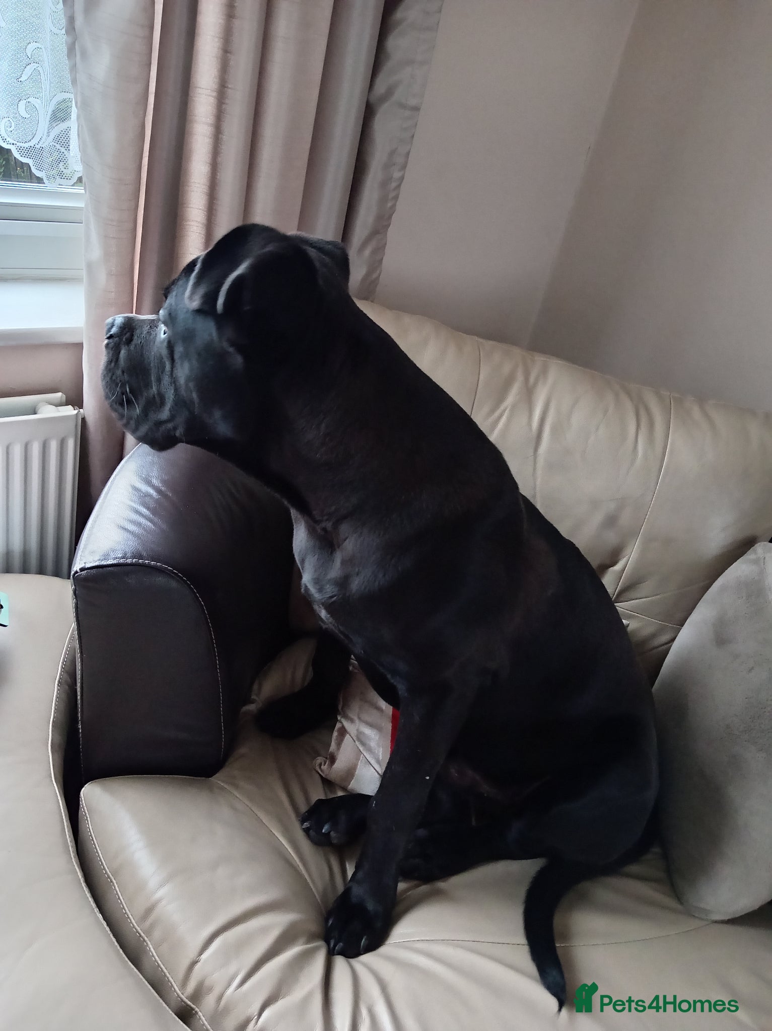 Cane Corso dogs Male cane Corso - Advert 2