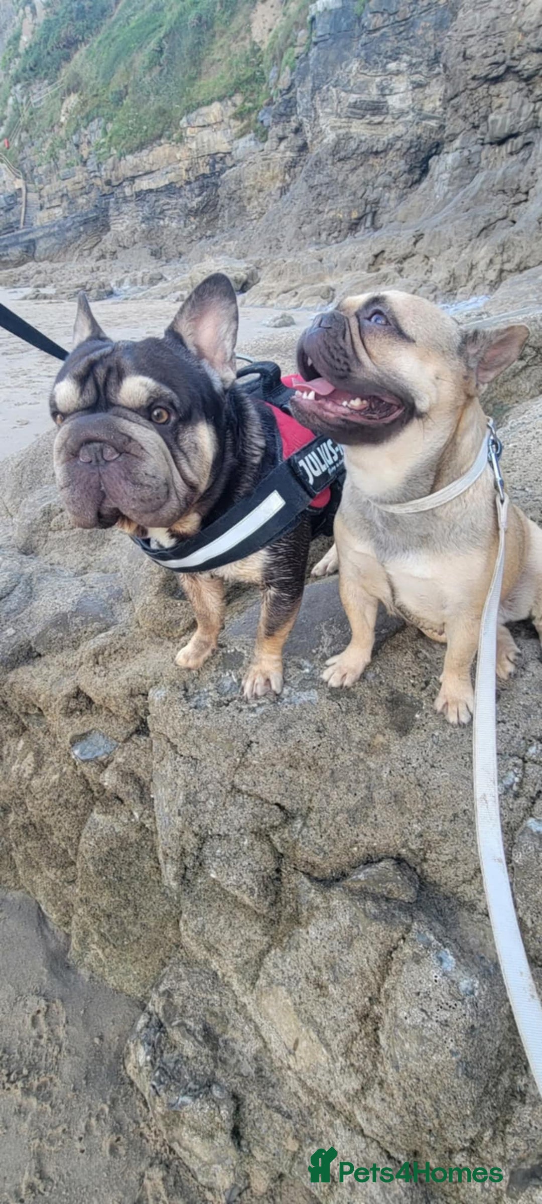 French Bulldog dogs for sale: 5 beautiful male french bulldog puppies  - Image 31