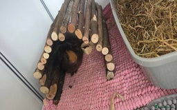 Guinea Pig rodents for sale: Guinea pigs rehome  - Image 4