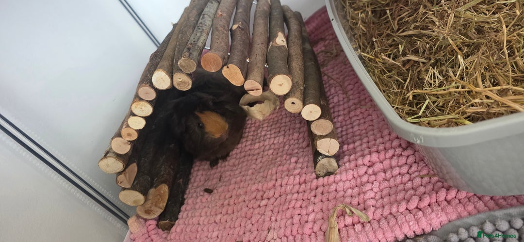 Guinea Pig rodents for sale: Guinea pigs rehome  - Image 4