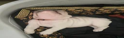 French Bulldog dogs for sale: Beautiful French bulldog puppies  - Advert 14