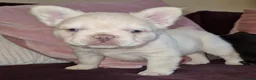 French Bulldog dogs for stud: Licensed breeder! Fluffy frenchie litter due July  - Advert 12