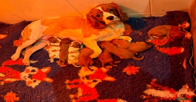 Cavalier King Charles Spaniel dogs Stunning DNA clear cavalier pups ready 2026 - Advert 3