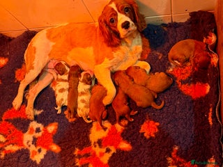 Cavalier King Charles Spaniel dogs - Advert 11