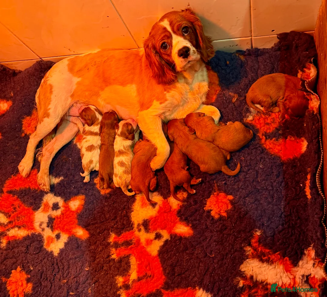 Cavalier King Charles Spaniel dogs for sale: Stunning DNA clear male cavalier pups now - Advert 4