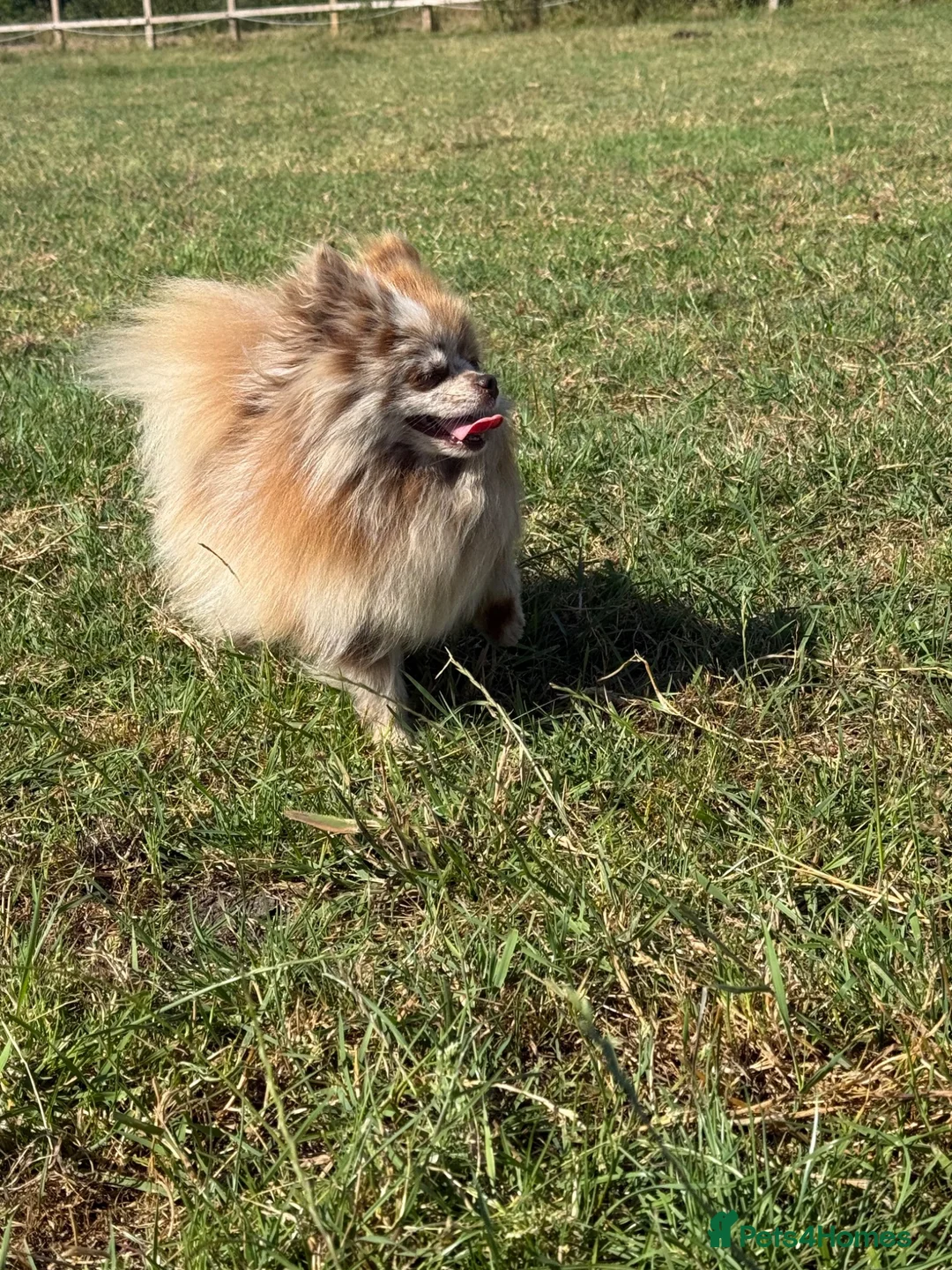 Pomeranian dogs for sale: Petite Adult Chocolate Merle Pomeranian 2.8kg  - Advert 2