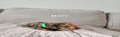 Miniature Dachshund 3
