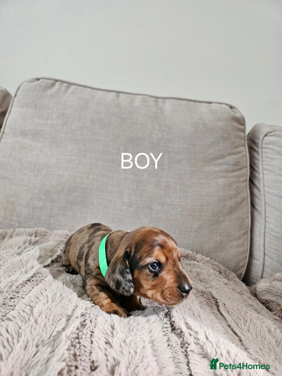 Miniature Dachshund dogs for sale: BEAUTIFUL MINIATURE DACHSHUNDS  - Advert 8