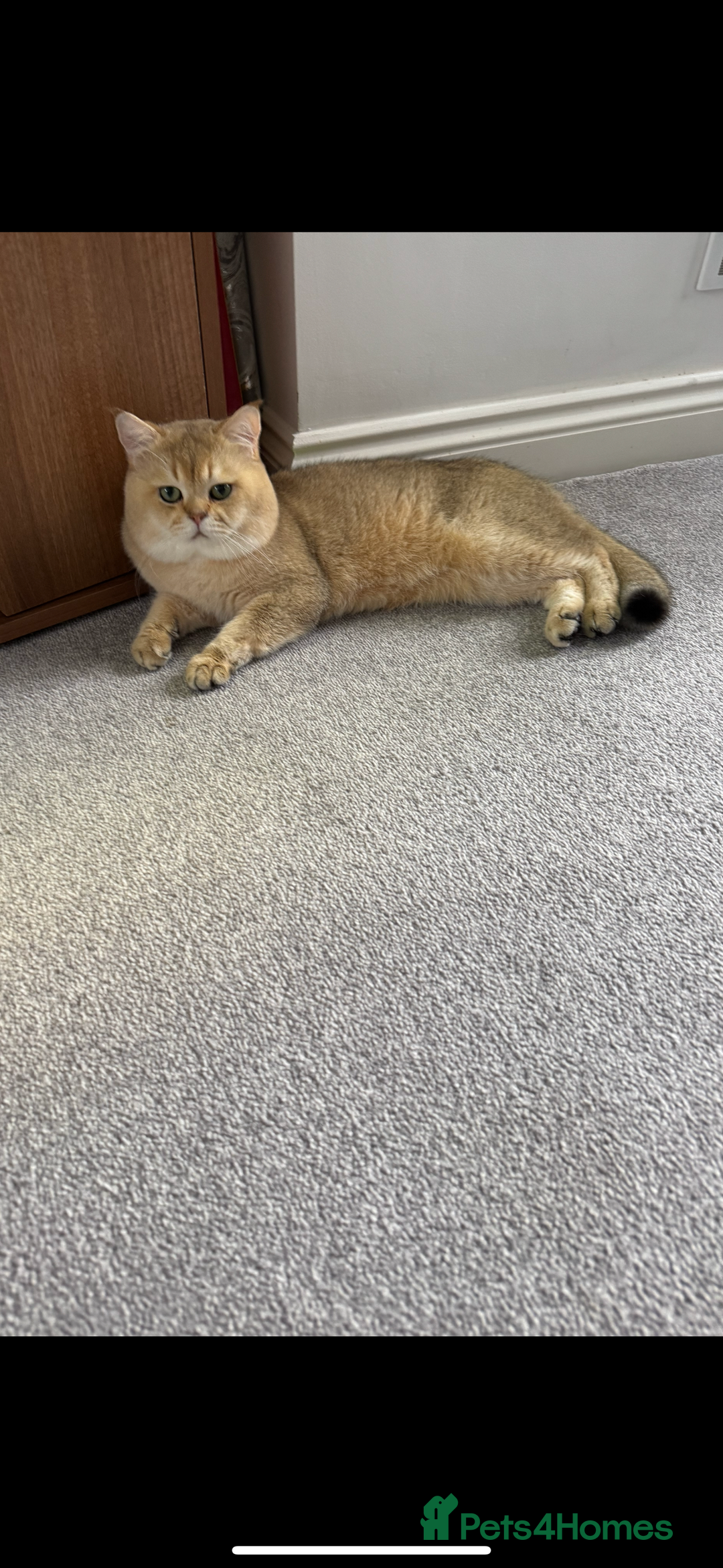 British Shorthair cats for stud: purebred scottish chinchilla straight for stud in London - Image 3