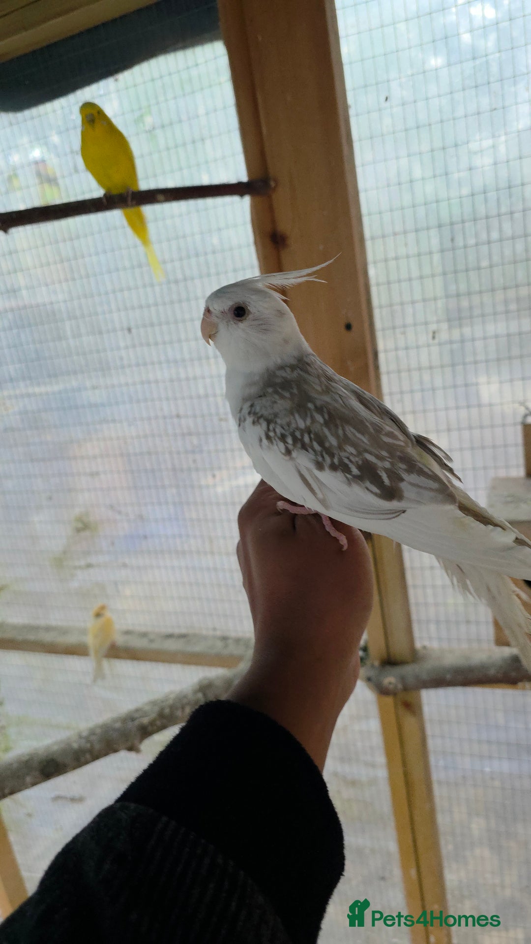 Cockatiels birds for sale: Silly hand tamed baby cockatiels for sale  - Advert 10