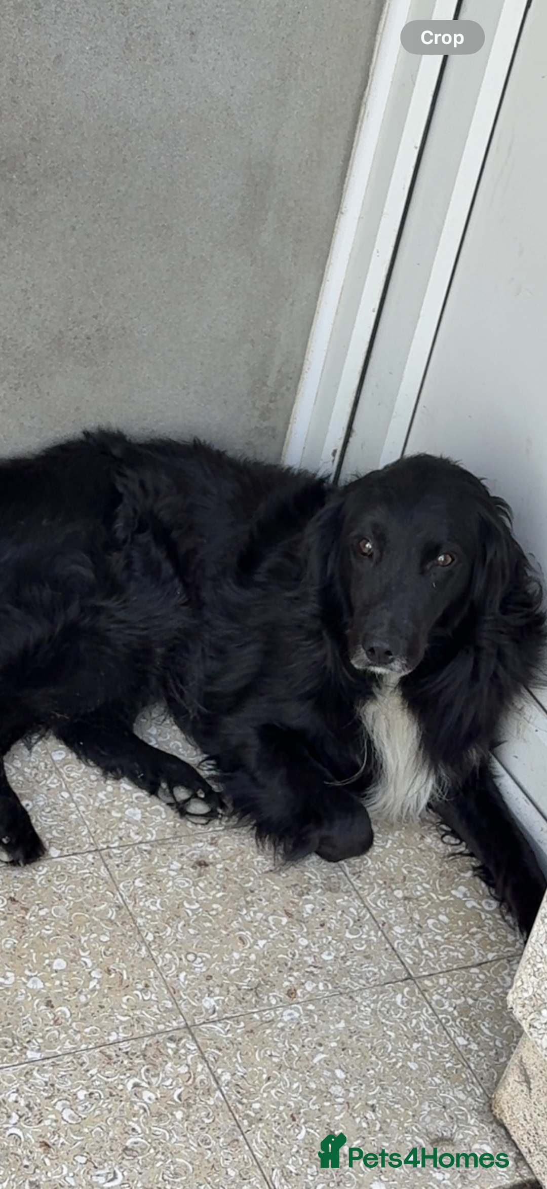 Mixed Breed dogs for sale: Golden Retriever cross Sprollies - Advert 2