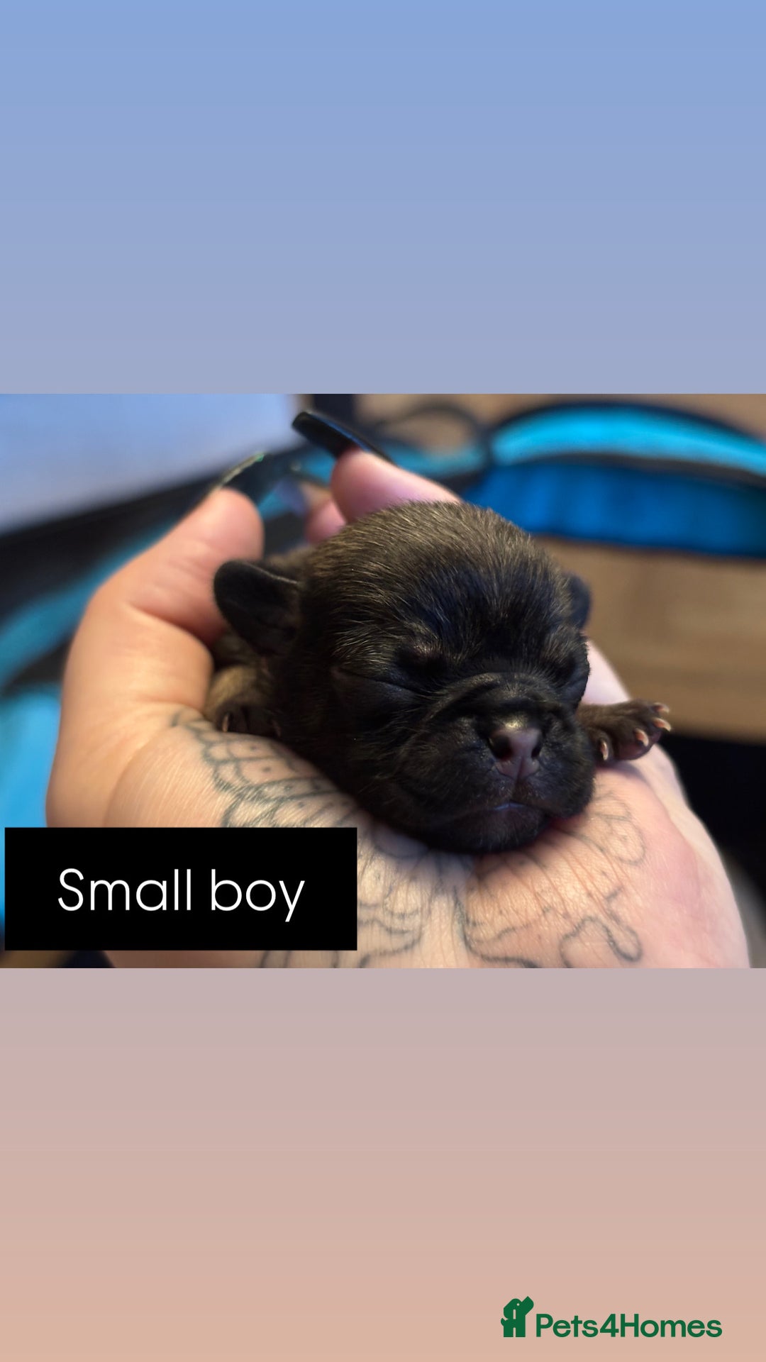 Mixed Breed dogs for sale: Puppies for sale - Advert 10