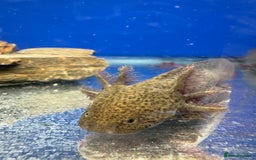 Axolotl reptiles for sale: Adorable Axolotls  - Image 5