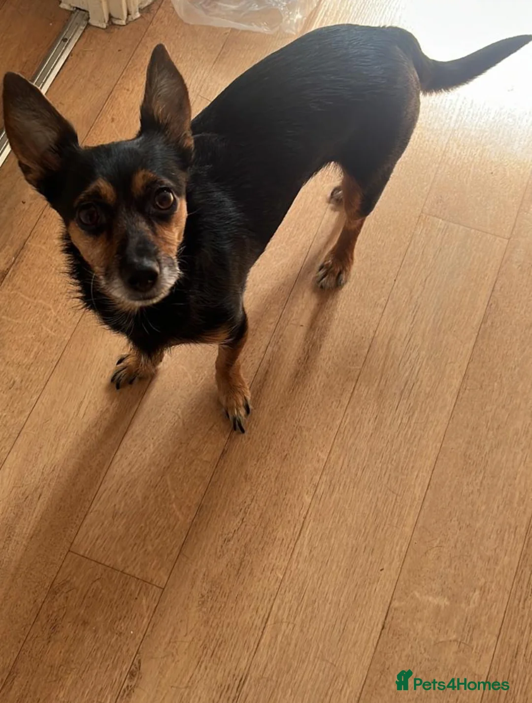 Chorkie dogs for sale: Dog for sale - Advert 3