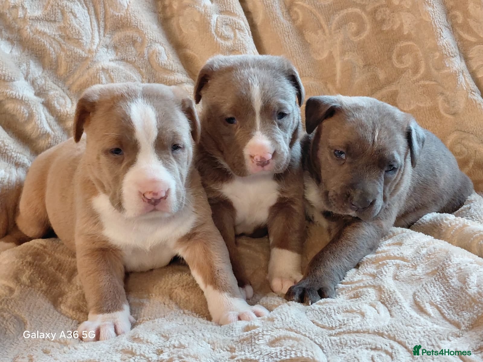 Mixed Breed dogs Stunning Bullmastiff x Pups - Advert 2