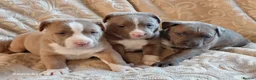 Mixed Breed dogs for sale: Stunning Bullmastiff x Pups - Advert 2