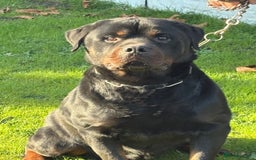 Rottweiler dogs for sale: 🐶two girls Full German kc pups for sale! 🐶🐾 - Advert 6