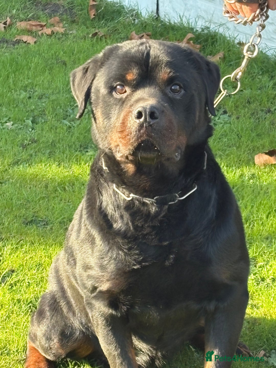 Rottweiler dogs for sale: 🐶two girls Full German kc pups for sale! 🐶🐾 - Advert 6