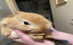 Netherland Dwarf rabbits for sale: Netherland Dwarf / Minilop  - Image 4