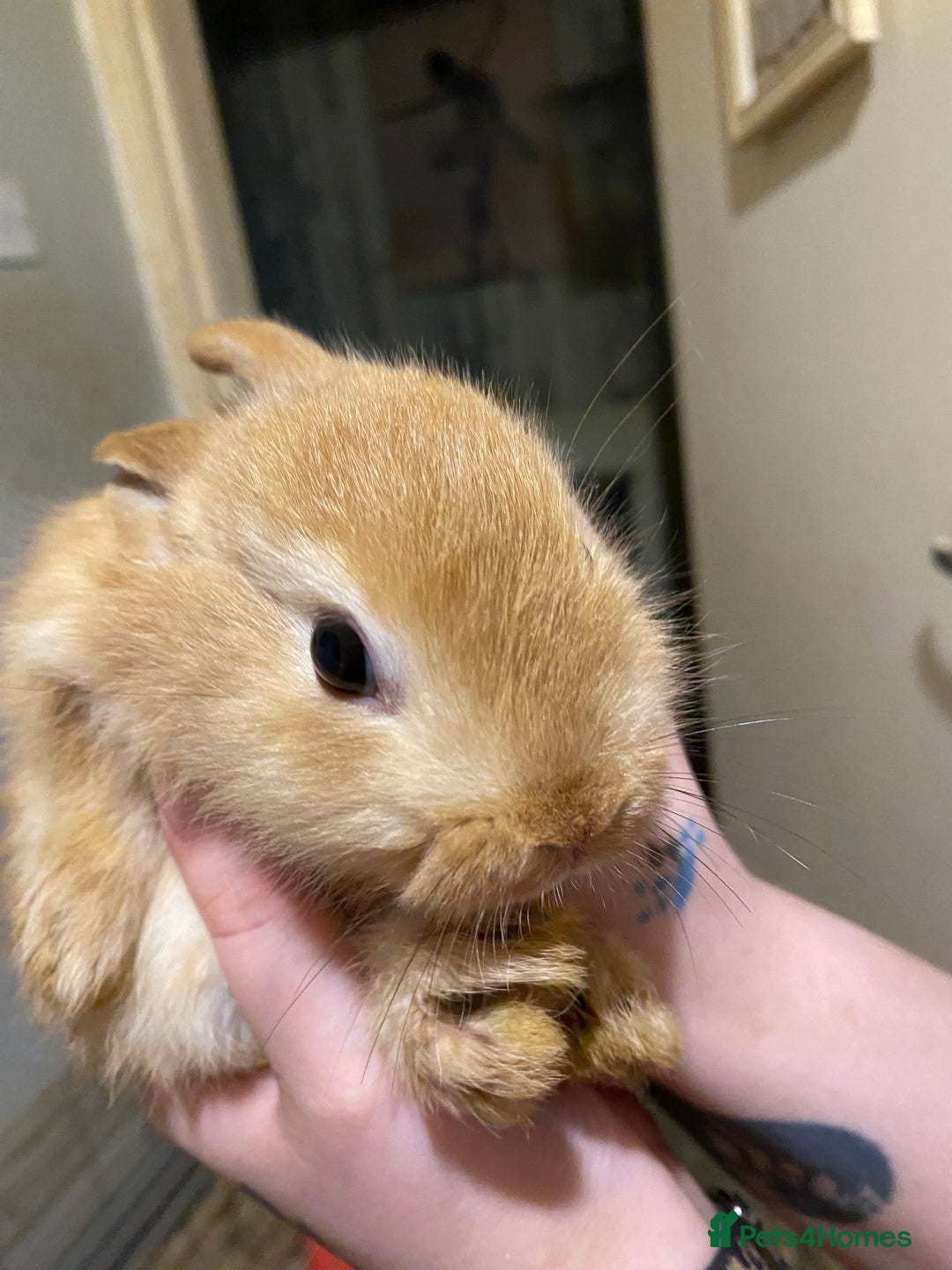 Netherland Dwarf rabbits for sale: Netherland Dwarf / Minilop  - Image 4