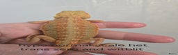 Bearded Dragon reptiles for sale: Variety of bearded dragon babies  - Advert 14