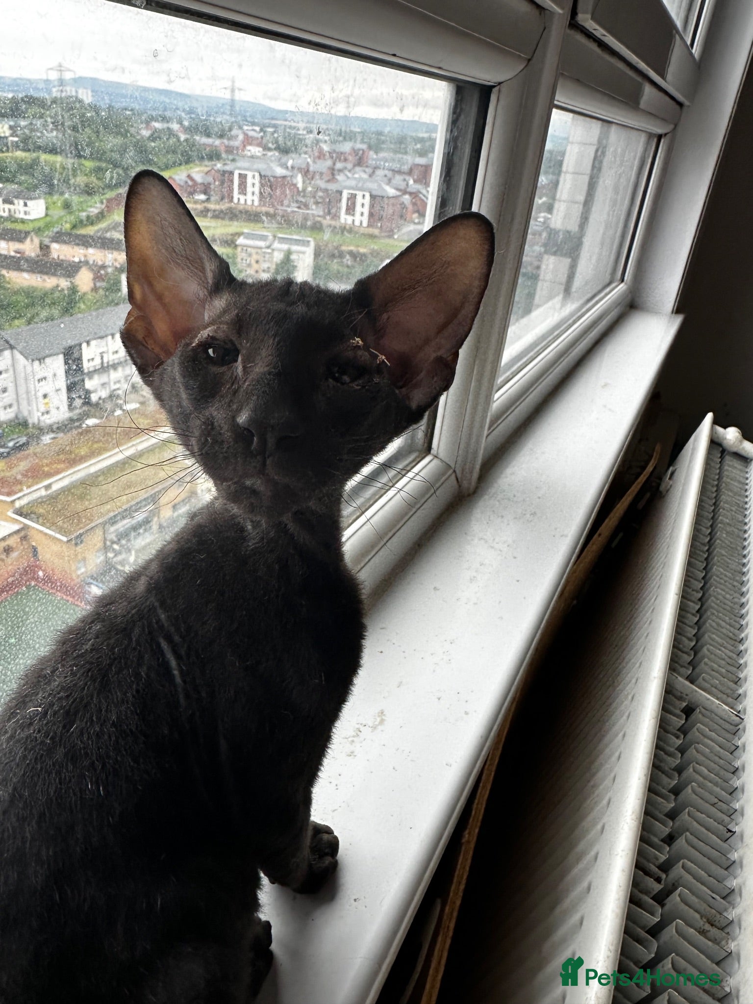Mixed Breed cats CROSSED PETERBALD ✅✅✅ - Advert 2