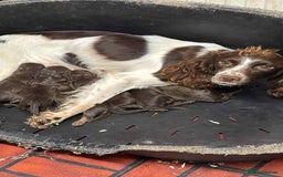 Sproodle dogs for sale: Ready now Springer cross labradoodle - Image 2