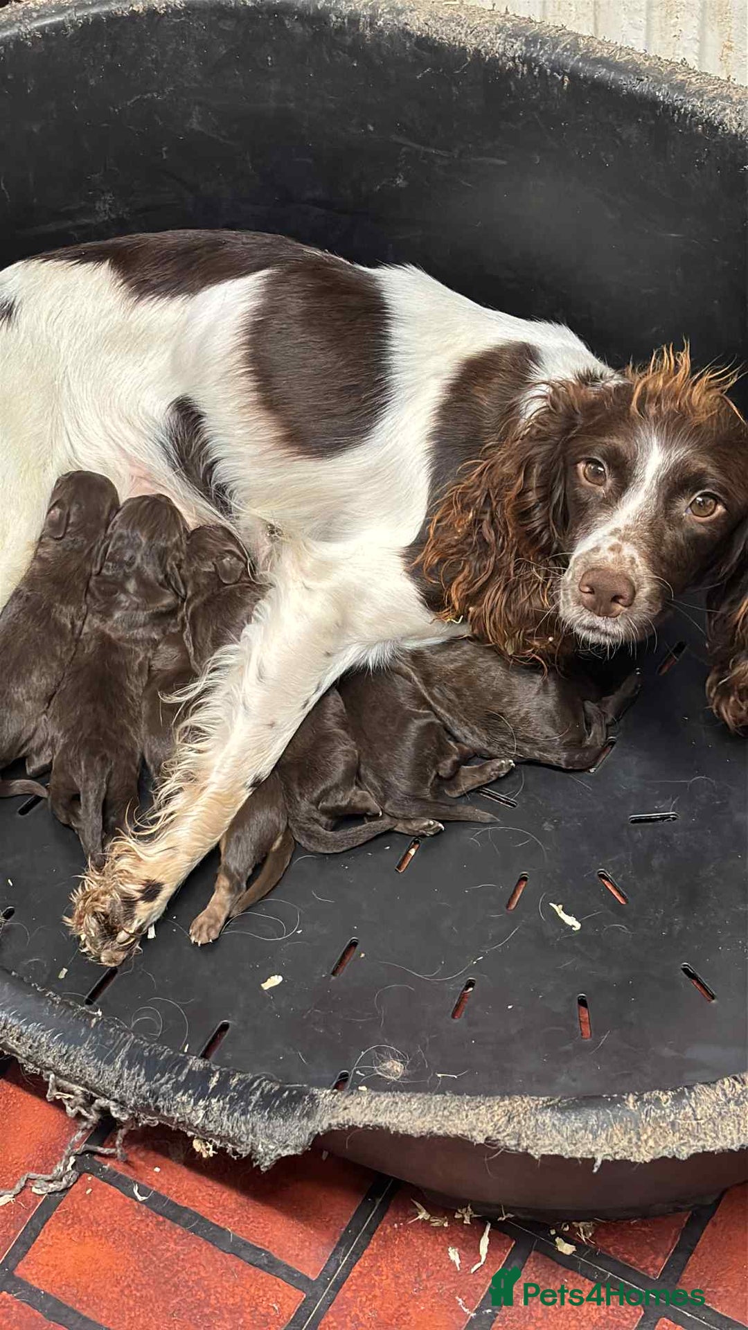 Sproodle dogs for sale: Ready now Springer cross labradoodle - Image 2