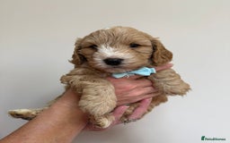 Cockapoo dogs for sale: F1 Cockerpoo's  - Image 6