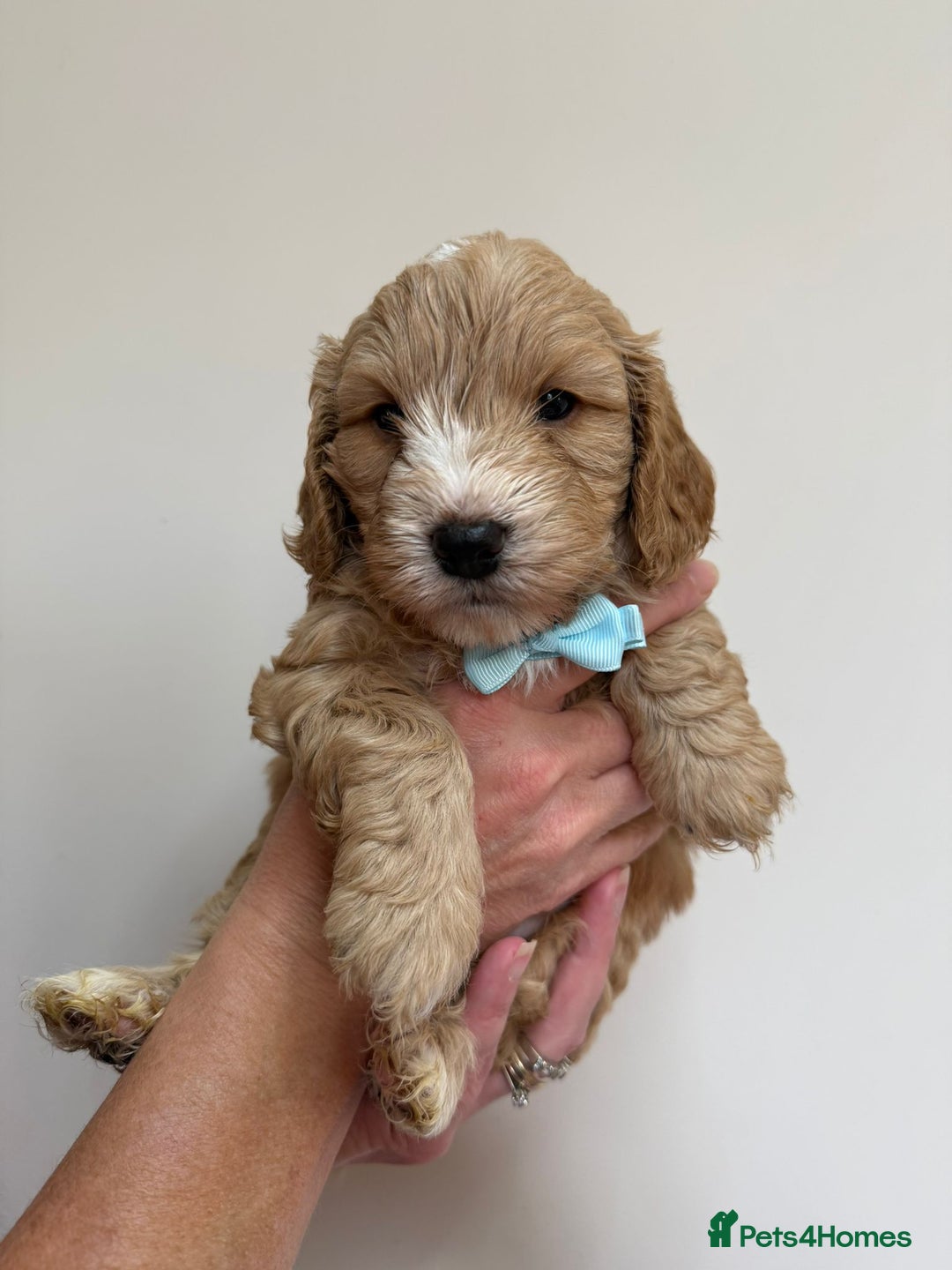 Cockapoo dogs for sale: F1 Cockerpoo's  - Image 6