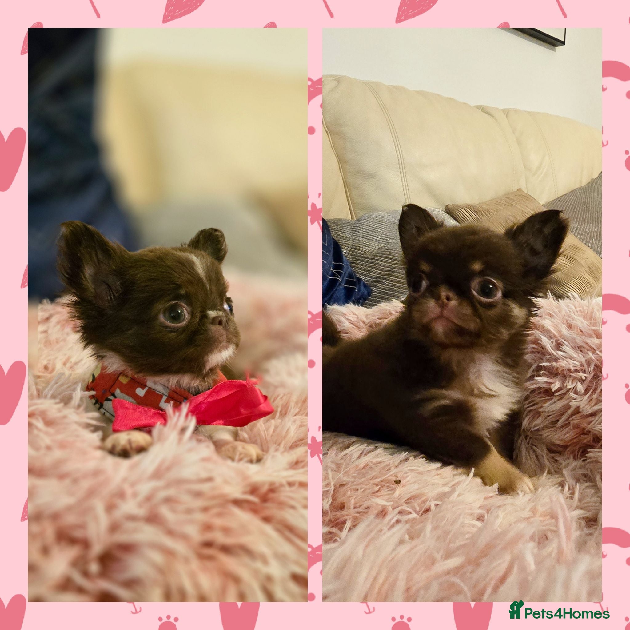 Chihuahua dogs XX quality chihuahua chocolate longcoat puppies XX - Advert 1