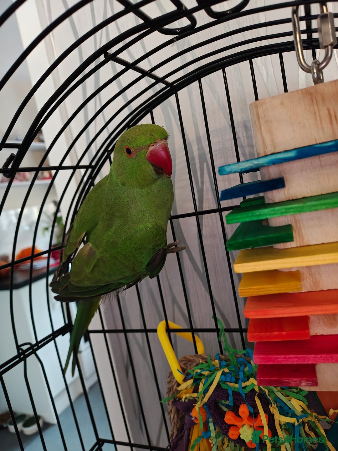 Ringnecks birds for sale: Ringneck parrot plus large cage - Image 3