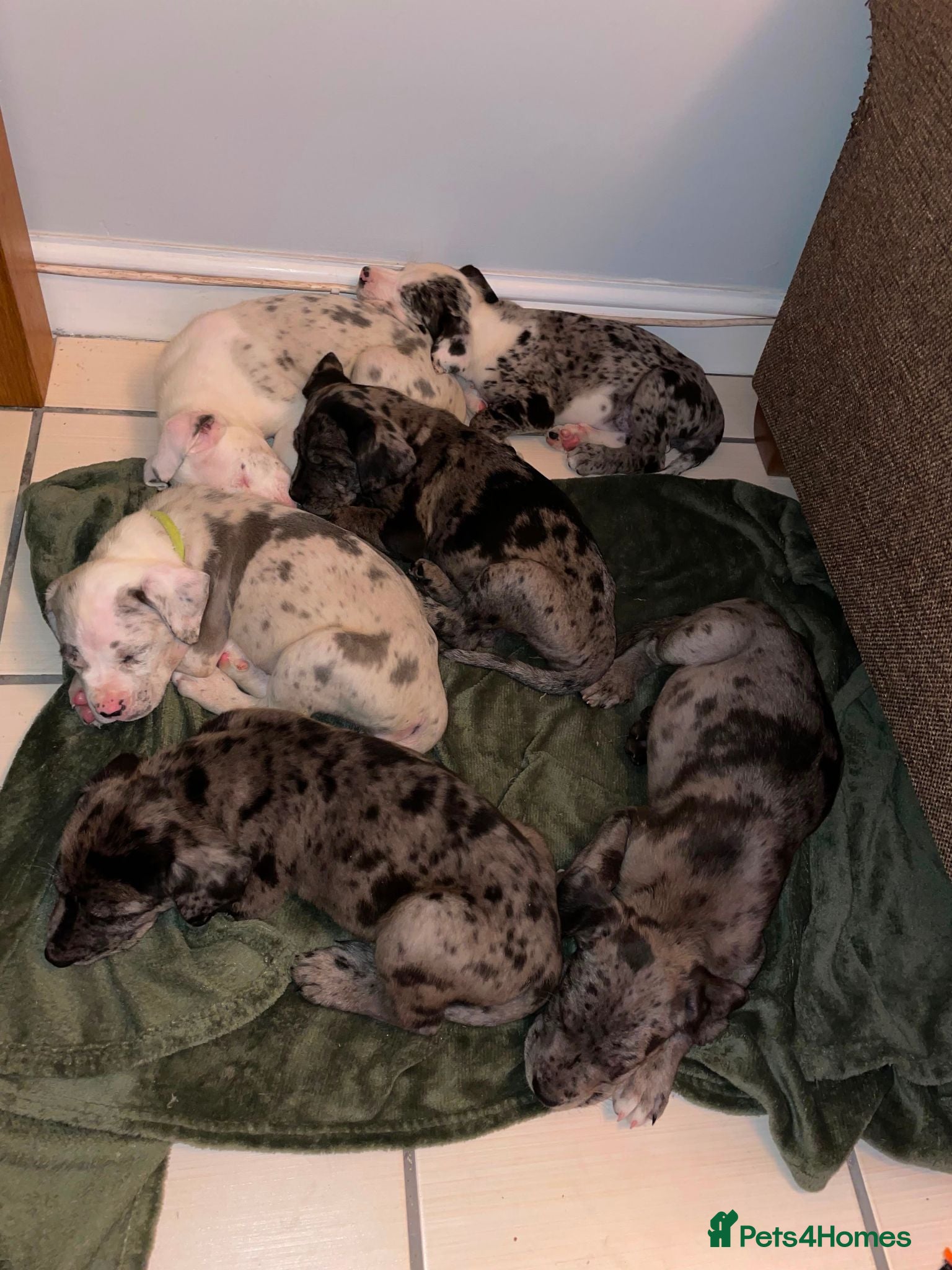Cane Corso dogs 4 Female Cane Corso Puppies - Advert 9