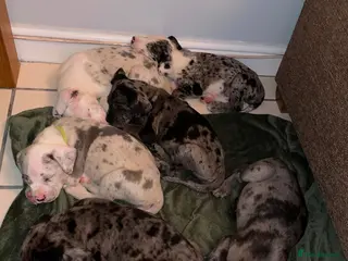 Cane Corso dogs 4 Female Cane Corso Puppies - Advert 1