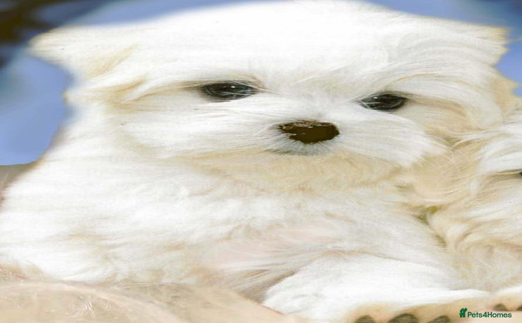 Maltese dogs - Advert 1