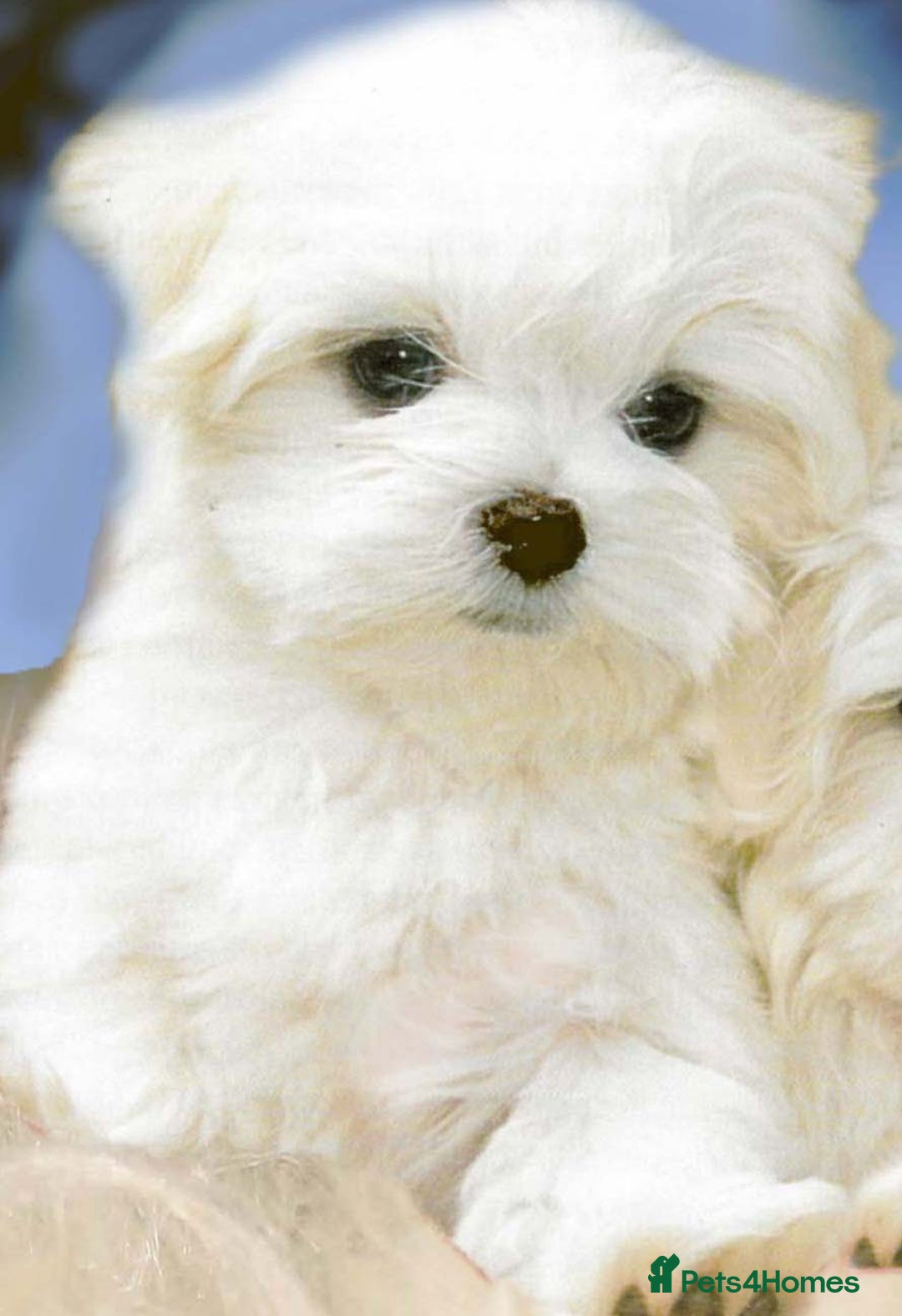 Maltese dogs for sale: Beautiful Maltese - Image 1