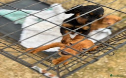 Cocker Spaniel dogs for sale: Working cocker spaniel - champion bloodlines  - Image 20